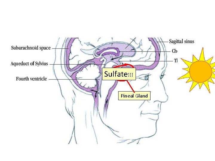 Sulfate!!! Pineal Gland 