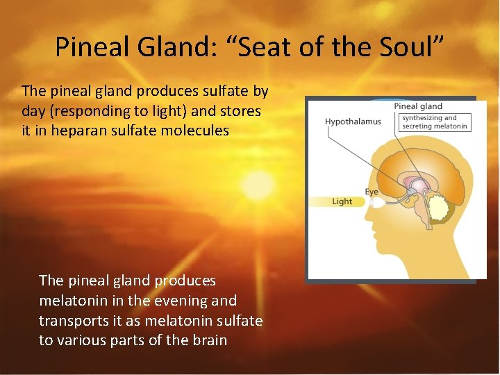 Pineal Gland: “Seat of the Soul” The pineal gland produces sulfate by day (responding
