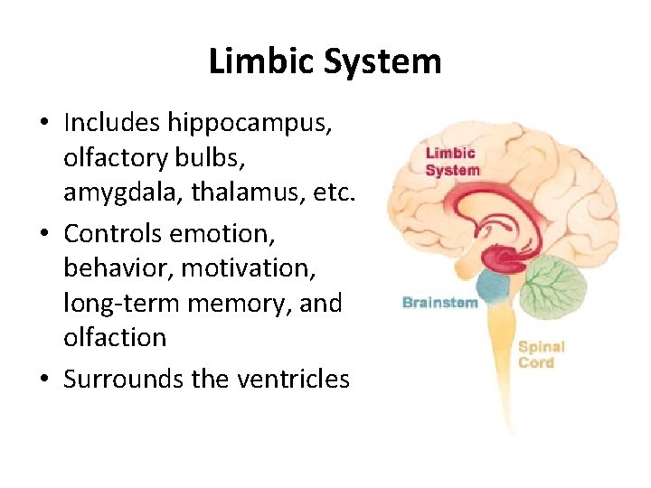 Limbic System • Includes hippocampus, olfactory bulbs, amygdala, thalamus, etc. • Controls emotion, behavior,