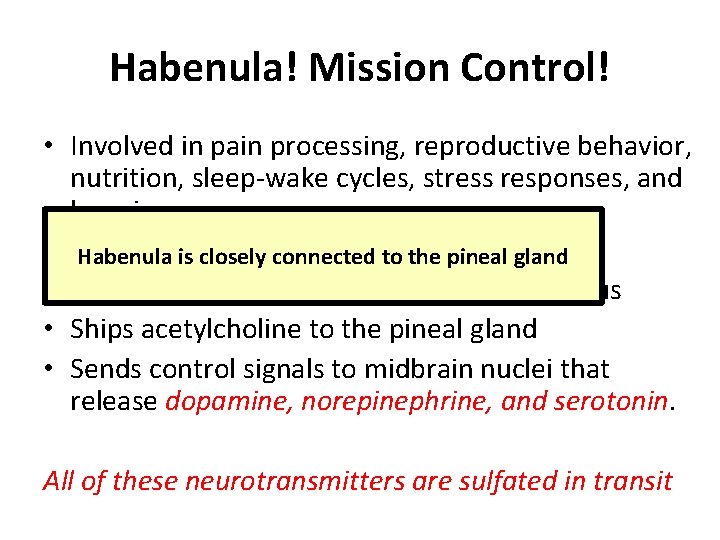Habenula! Mission Control! • Involved in pain processing, reproductive behavior, nutrition, sleep-wake cycles, stress