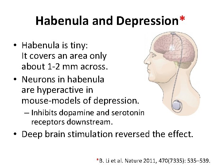Habenula and Depression* • Habenula is tiny: It covers an area only about 1