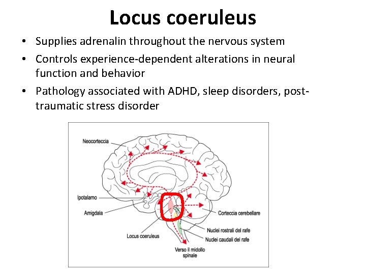 Locus coeruleus • Supplies adrenalin throughout the nervous system • Controls experience-dependent alterations in
