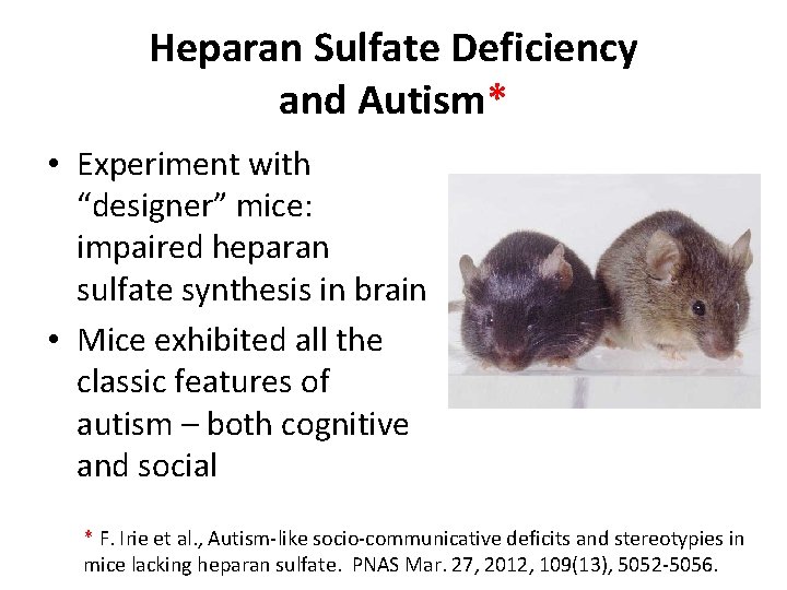 Heparan Sulfate Deficiency and Autism* • Experiment with “designer” mice: impaired heparan sulfate synthesis