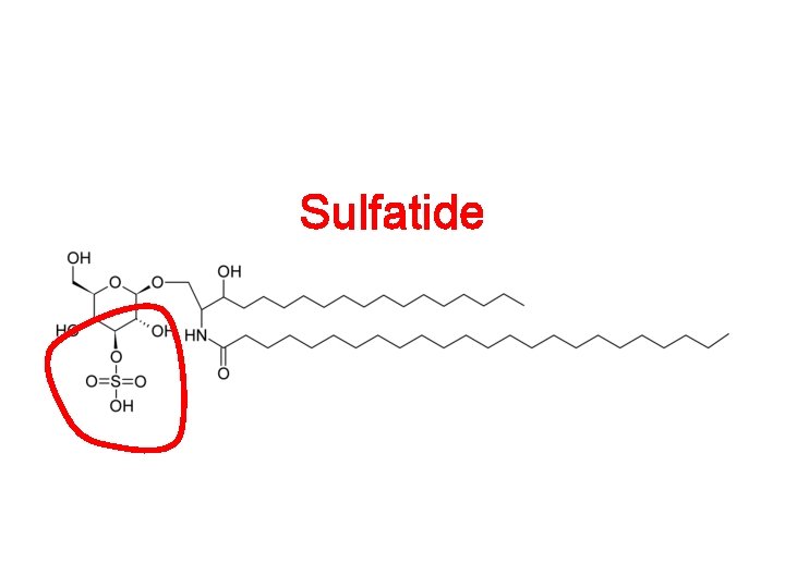 Sulfatide 