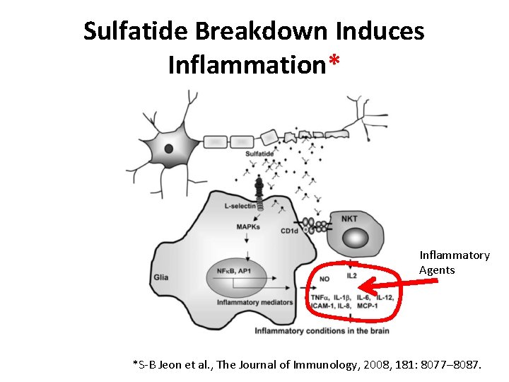 Sulfatide Breakdown Induces Inflammation* Inflammatory Agents *S-B Jeon et al. , The Journal of