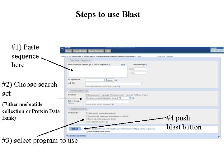 Steps to use Blast #1) Paste sequence here #2) Choose search set (Either nucleotide
