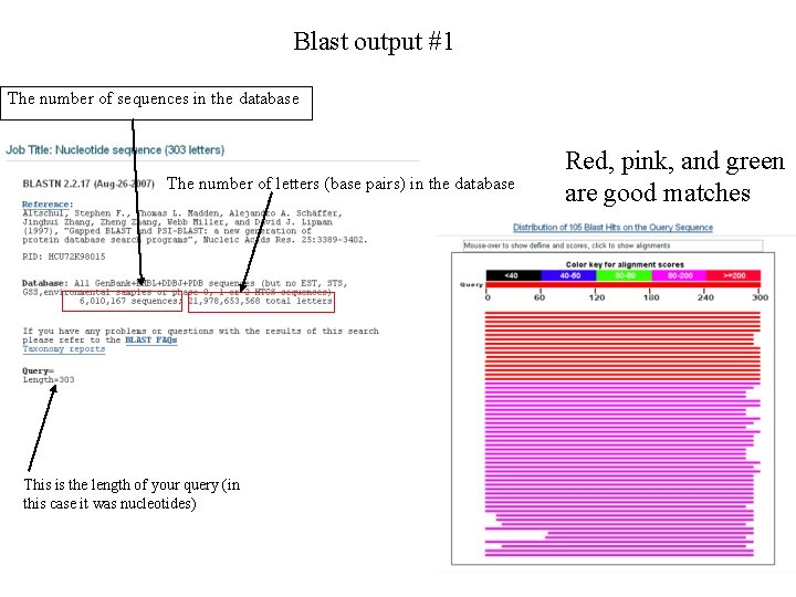 Blast output #1 The number of sequences in the database The number of letters