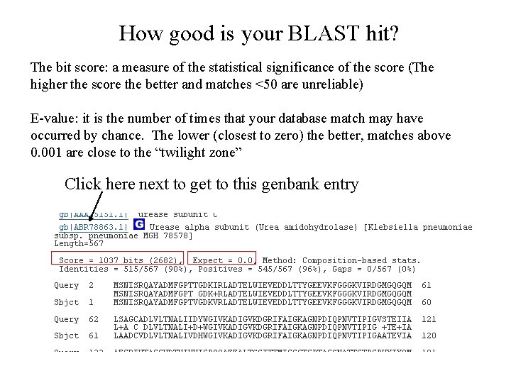 How good is your BLAST hit? The bit score: a measure of the statistical