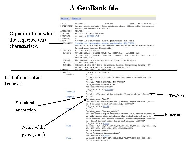 A Gen. Bank file Organism from which the sequence was characterized List of annotated