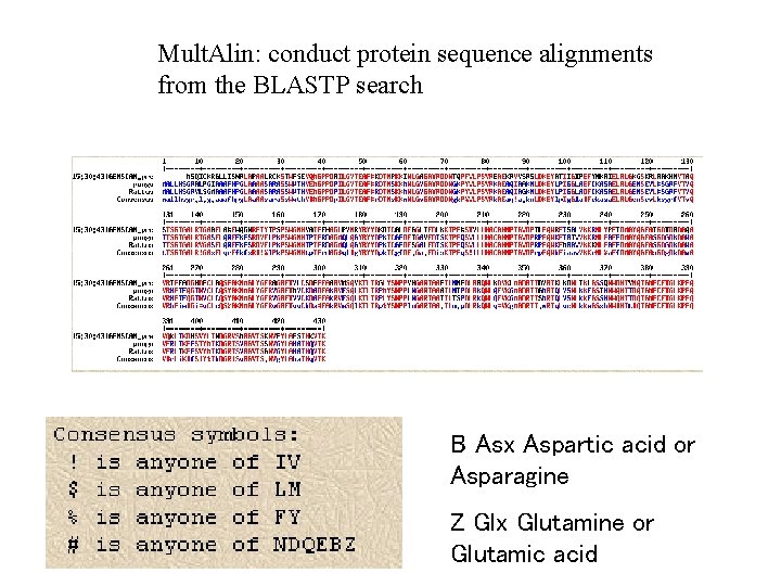Mult. Alin: conduct protein sequence alignments from the BLASTP search B Asx Aspartic acid
