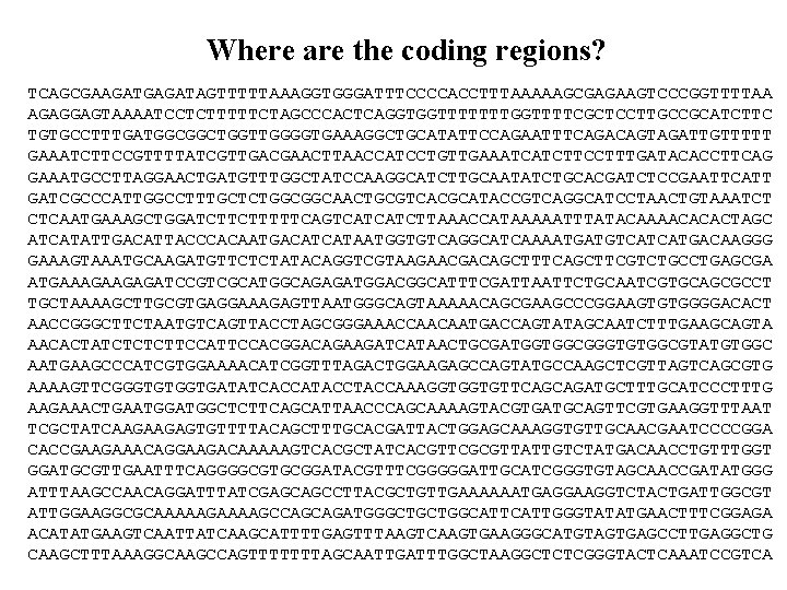 Where are the coding regions? TCAGCGAAGATGAGATAGTTTTTAAAGGTGGGATTTCCCCACCTTTAAAAAGCGAGAAGTCCCGGTTTTAA AGAGGAGTAAAATCCTCTTTTTCTAGCCCACTCAGGTGGTTTTTTTGGTTTTCGCTCCTTGCCGCATCTTC TGTGCCTTTGATGGCGGCTGGTTGGGGTGAAAGGCTGCATATTCCAGAATTTCAGACAGTAGATTGTTTTT GAAATCTTCCGTTTTATCGTTGACGAACTTAACCATCCTGTTGAAATCATCTTCCTTTGATACACCTTCAG GAAATGCCTTAGGAACTGATGTTTGGCTATCCAAGGCATCTTGCAATATCTGCACGATCTCCGAATTCATT GATCGCCCATTGGCCTTTGCTCTGGCGGCAACTGCGTCACGCATACCGTCAGGCATCCTAACTGTAAATCT CTCAATGAAAGCTGGATCTTCTTTTTCAGTCATCATCTTAAACCATAAAAATTTATACAAAACACACTAGC ATCATATTGACATTACCCACAATGACATCATAATGGTGTCAGGCATCAAAATGATGTCATCATGACAAGGG GAAAGTAAATGCAAGATGTTCTCTATACAGGTCGTAAGAACGACAGCTTTCAGCTTCGTCTGCCTGAGCGA
