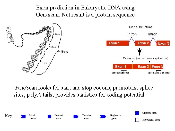 Exon prediction in Eukaryotic DNA using Genescan: Net result is a protein sequence Gene.