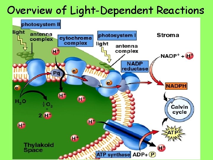 Overview of Light-Dependent Reactions 