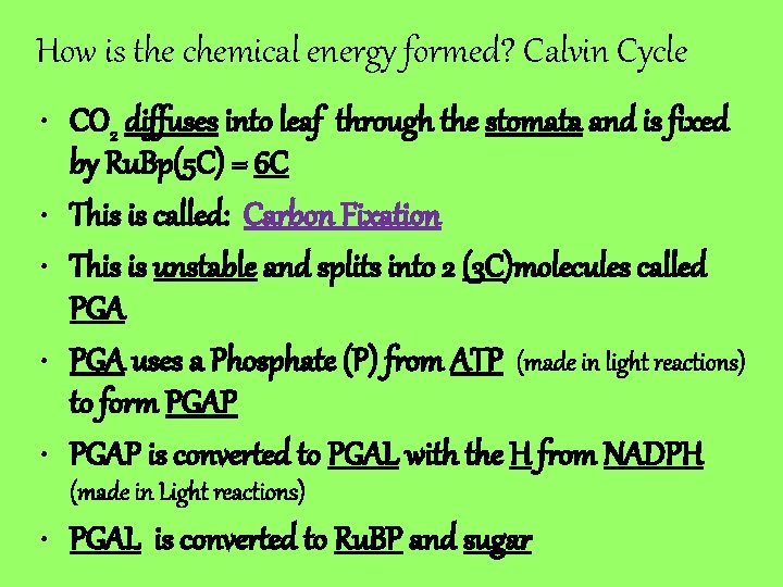 How is the chemical energy formed? Calvin Cycle • CO 2 diffuses into leaf