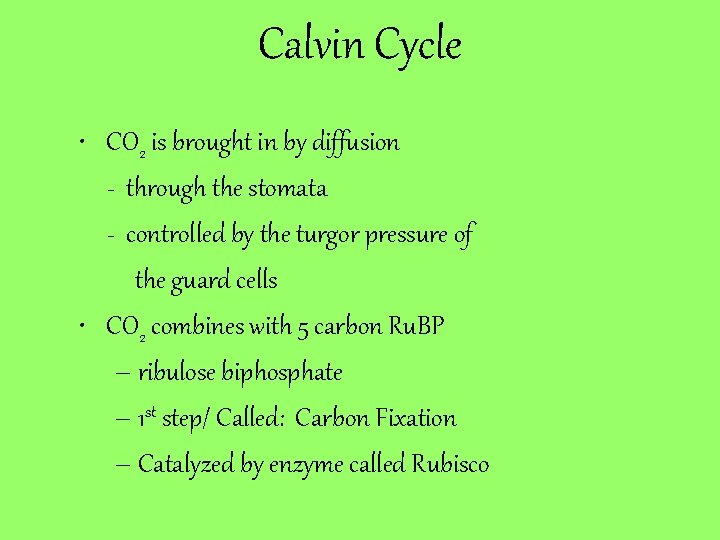 Calvin Cycle • CO 2 is brought in by diffusion - through the stomata