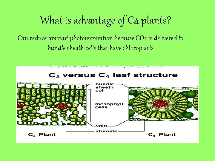 What is advantage of C 4 plants? Can reduce amount photorespiration because CO 2
