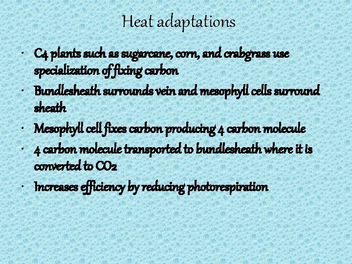 Heat adaptations • C 4 plants such as sugarcane, corn, and crabgrass use specialization