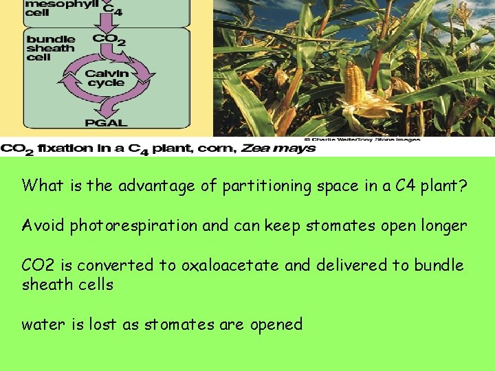 What is the advantage of partitioning space in a C 4 plant? Avoid photorespiration