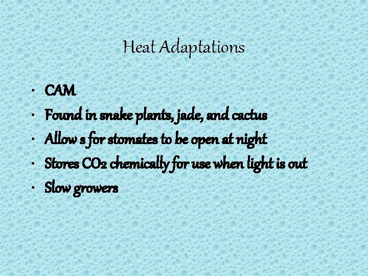 Heat Adaptations • • • CAM Found in snake plants, jade, and cactus Allow