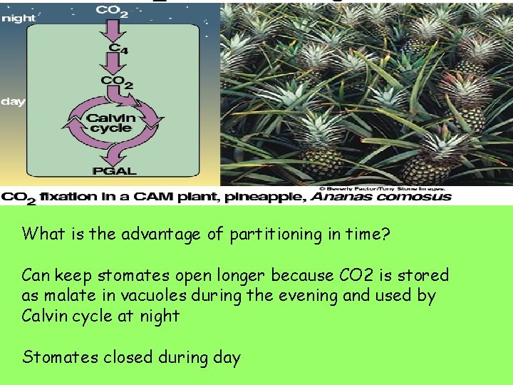 What is the advantage of partitioning in time? Can keep stomates open longer because