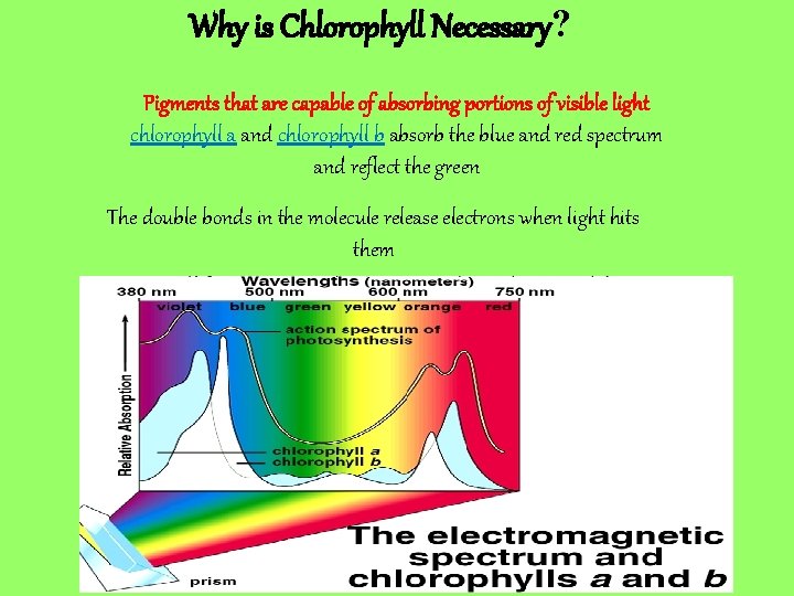 Why is Chlorophyll Necessary? Pigments that are capable of absorbing portions of visible light