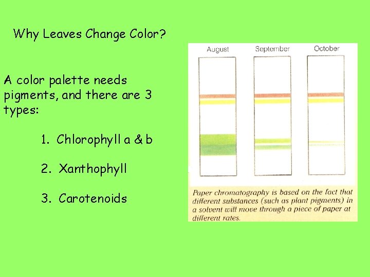 Why Leaves Change Color? A color palette needs pigments, and there are 3 types: