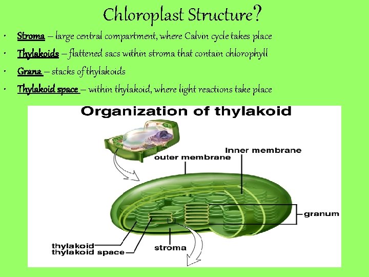Chloroplast Structure? • • Stroma – large central compartment, where Calvin cycle takes place