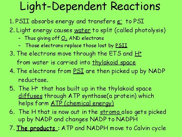Light-Dependent Reactions 1. PSII absorbs energy and transfers e- to PSI 2. Light energy