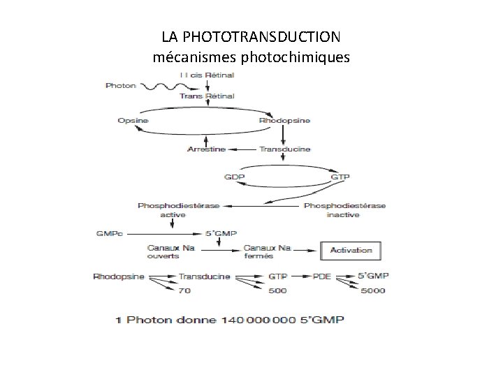 LA PHOTOTRANSDUCTION mécanismes photochimiques 