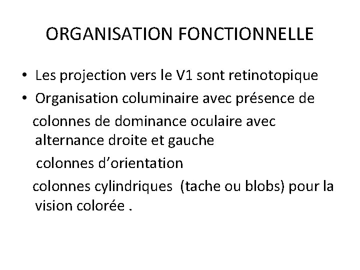 ORGANISATION FONCTIONNELLE • Les projection vers le V 1 sont retinotopique • Organisation columinaire