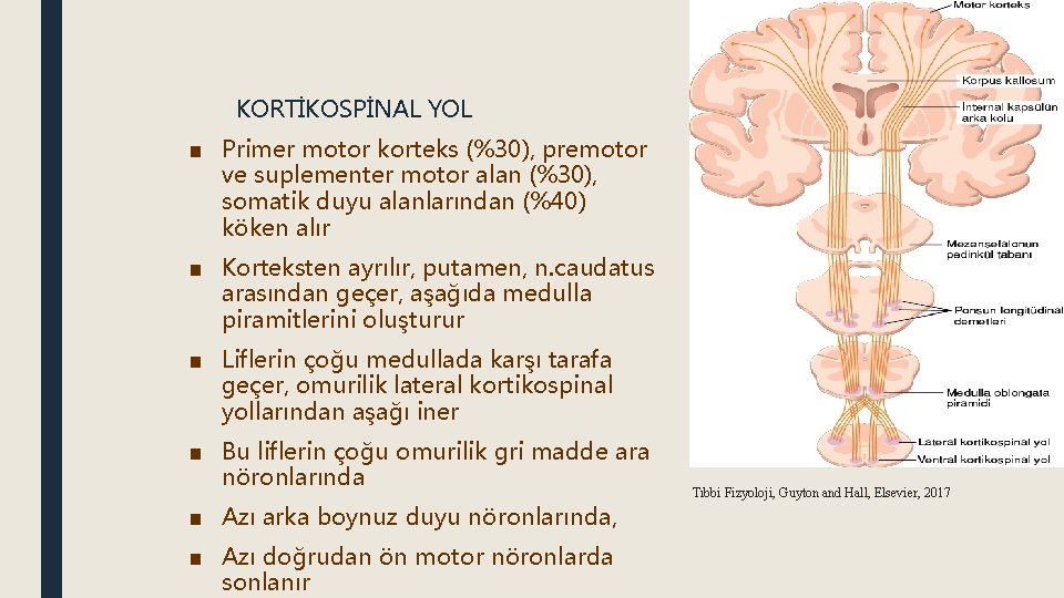 KORTİKOSPİNAL YOL ■ Primer motor korteks (%30), premotor ve suplementer motor alan (%30), somatik