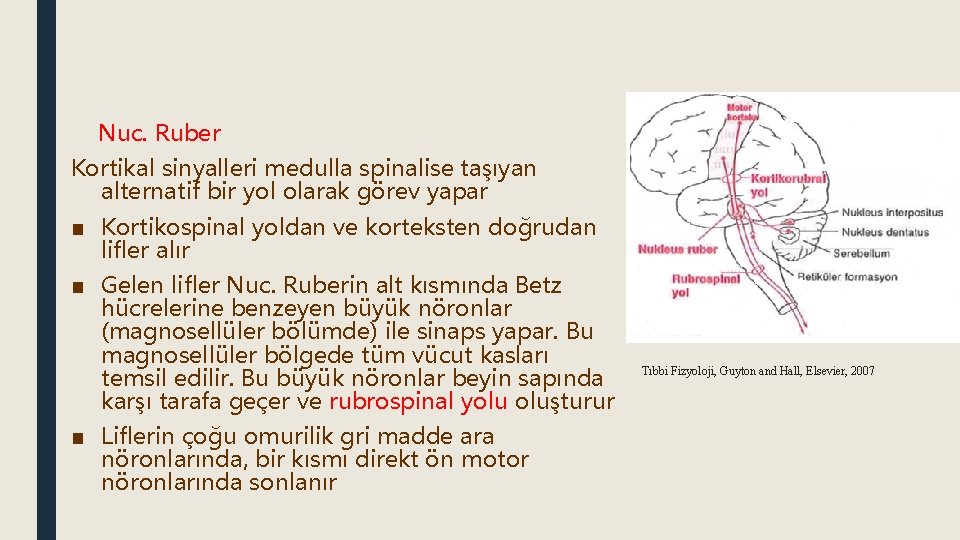 Nuc. Ruber Kortikal sinyalleri medulla spinalise taşıyan alternatif bir yol olarak görev yapar ■