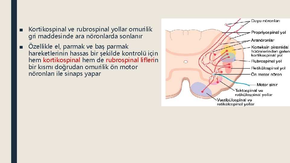 ■ Kortikospinal ve rubrospinal yollar omurilik gri maddesinde ara nöronlarda sonlanır ■ Özellikle el,