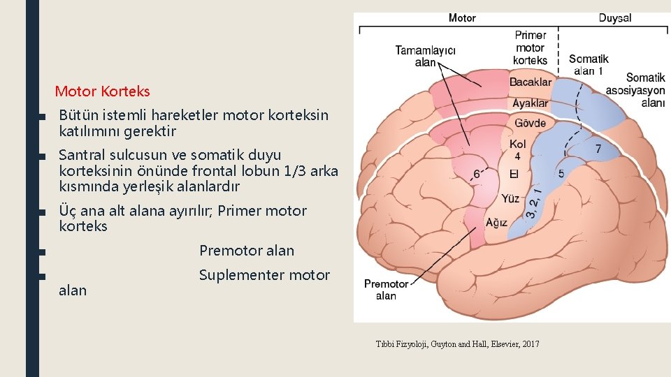 Motor Korteks ■ Bütün istemli hareketler motor korteksin katılımını gerektir ■ Santral sulcusun ve