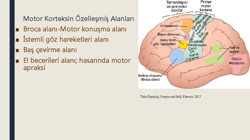 Motor Korteksin Özelleşmiş Alanları ■ Broca alanı-Motor konuşma alanı ■ İstemli göz hareketleri alanı