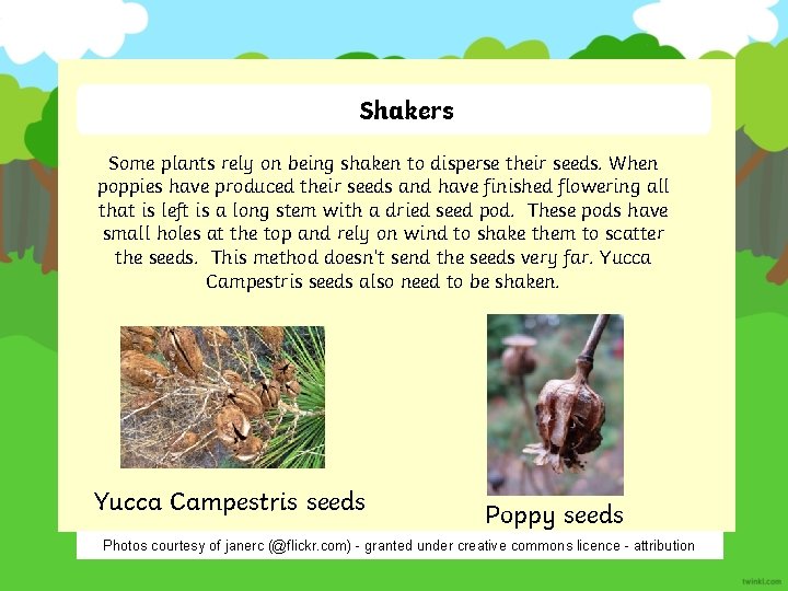 Shakers Some plants rely on being shaken to disperse their seeds. When poppies have