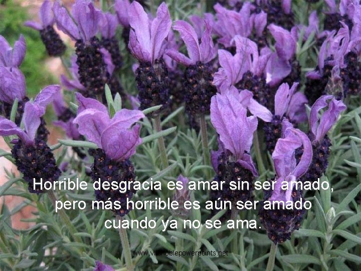 Horrible desgracia es amar sin ser amado, pero más horrible es aún ser amado