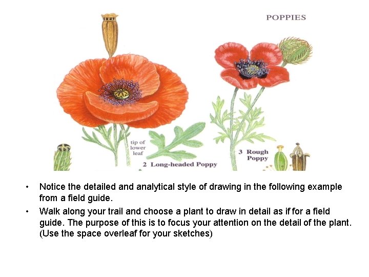  • • Notice the detailed analytical style of drawing in the following example