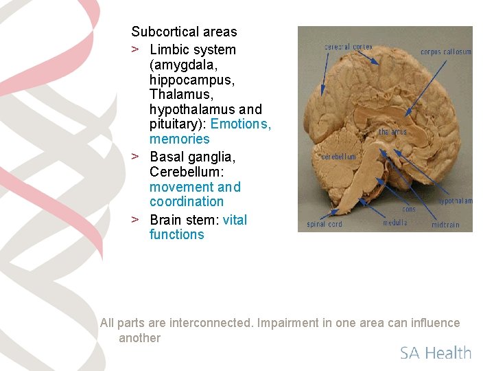 Subcortical areas > Limbic system (amygdala, hippocampus, Thalamus, hypothalamus and pituitary): Emotions, memories >
