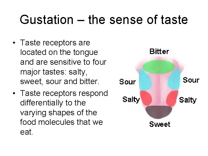 Gustation – the sense of taste • Taste receptors are located on the tongue