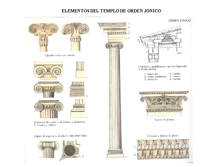 ELEMENTOS DEL TEMPLO DE ORDEN JÓNICO 