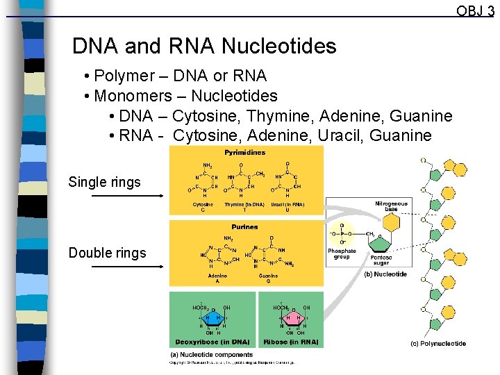 OBJ 3 DNA and RNA Nucleotides • Polymer – DNA or RNA • Monomers