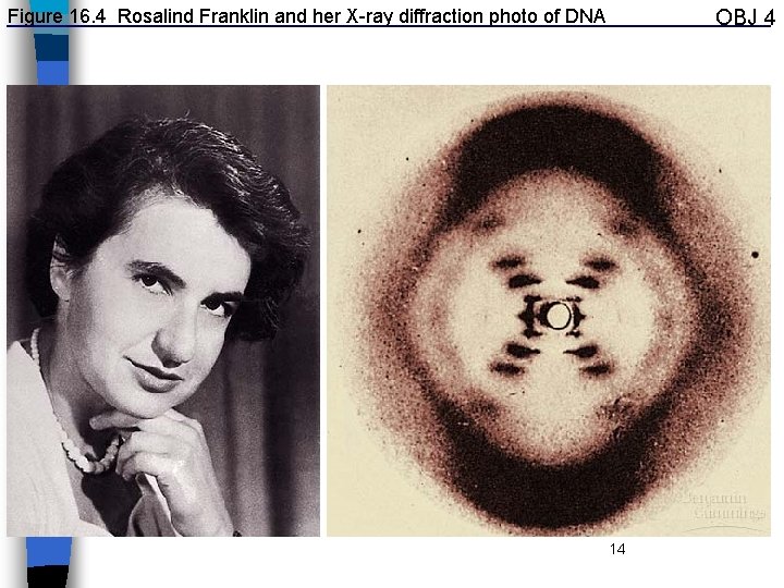 Figure 16. 4 Rosalind Franklin and her X-ray diffraction photo of DNA OBJ 4