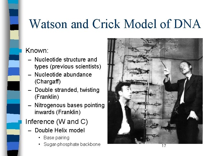 Watson and Crick Model of DNA n Known: – Nucleotide structure and types (previous