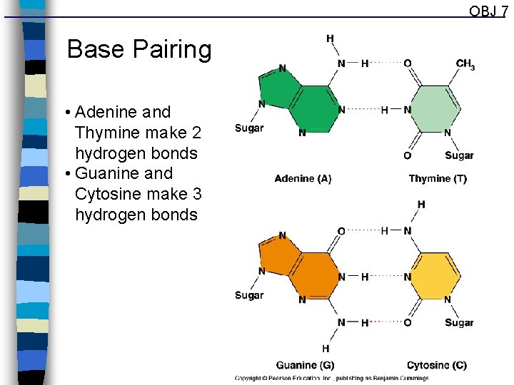 OBJ 7 Base Pairing • Adenine and Thymine make 2 hydrogen bonds • Guanine