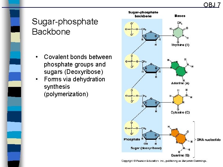 OBJ 7 Sugar-phosphate Backbone • Covalent bonds between phosphate groups and sugars (Deoxyribose) •