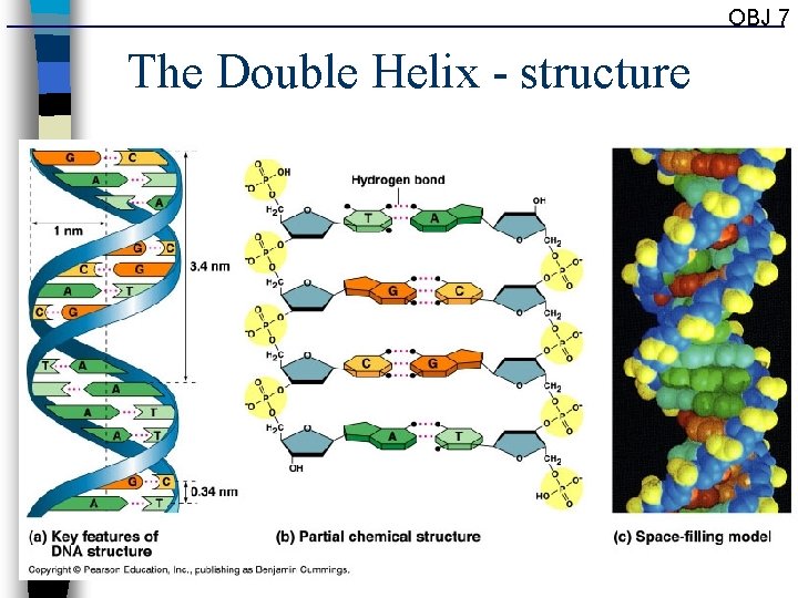 OBJ 7 The Double Helix - structure 20 