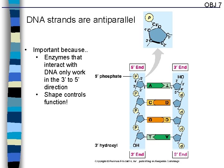 OBJ 7 DNA strands are antiparallel • Important because. . • Enzymes that interact