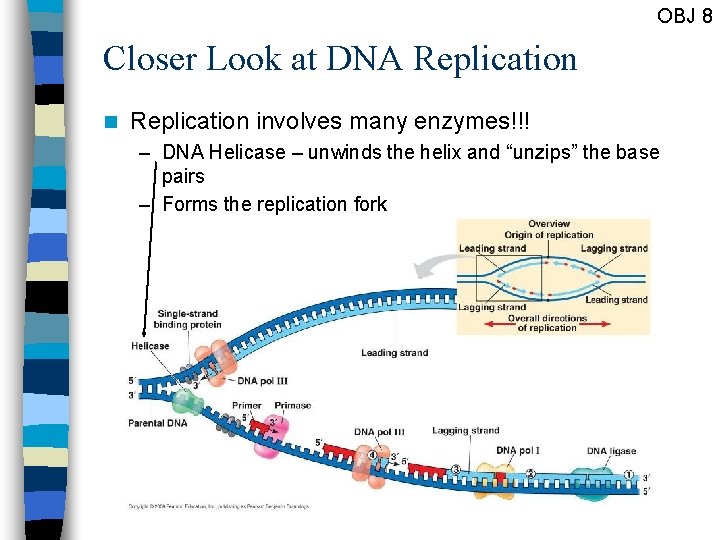 OBJ 8 Closer Look at DNA Replication n Replication involves many enzymes!!! – DNA