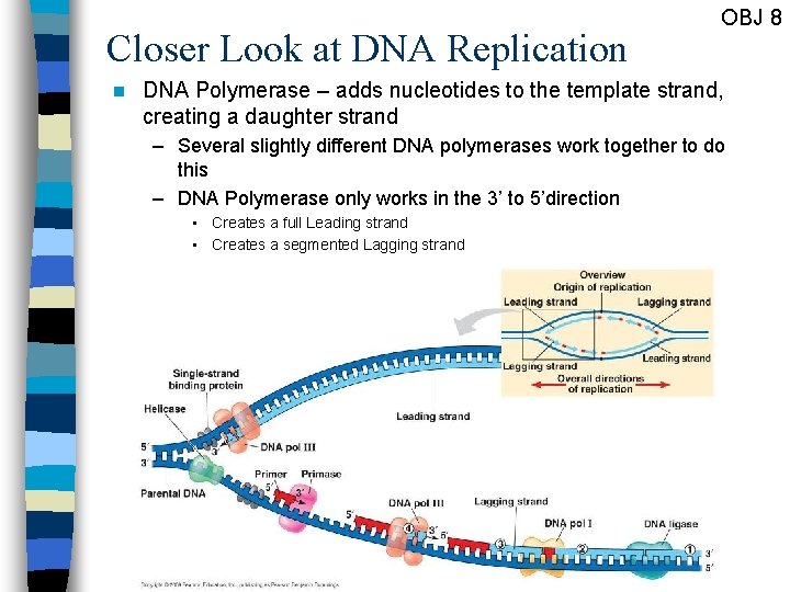 Closer Look at DNA Replication n OBJ 8 DNA Polymerase – adds nucleotides to